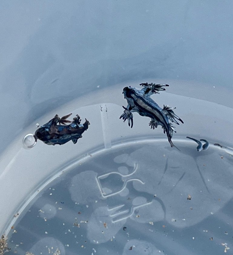 Plaje din Spania, atacate de dragonii albaștri gy0ctq8woaauasb