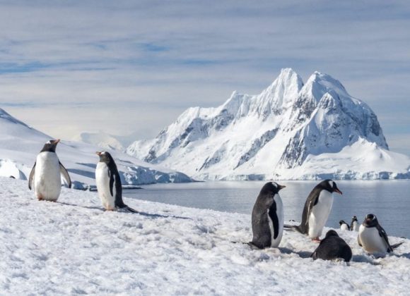 Croazieră de lux in Antarctica din București: 14.449 euro/persoană Antarctica